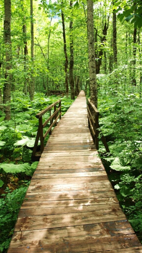 Biogradska Gora primeval rainforest and lake, Montenegro