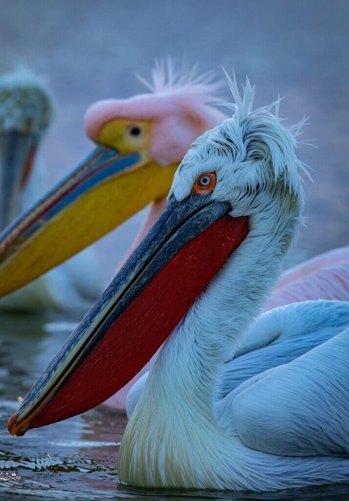 Dalmatian pelican at the Karavasta Lagoon, Albania’s largest protected wetland