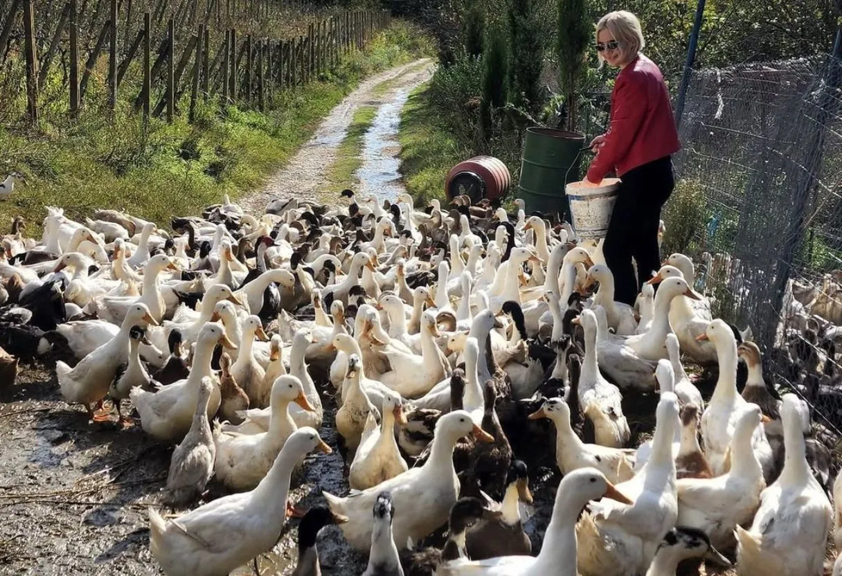 Guest feeding ducks on an agrotourism farm in Albania surrounded by vineyards and mountains — part of InAlb's local farm experience near Tirana