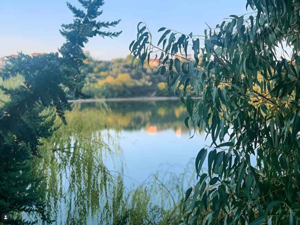 Calm water and willow trees at Belsh Lake on the way to Berat