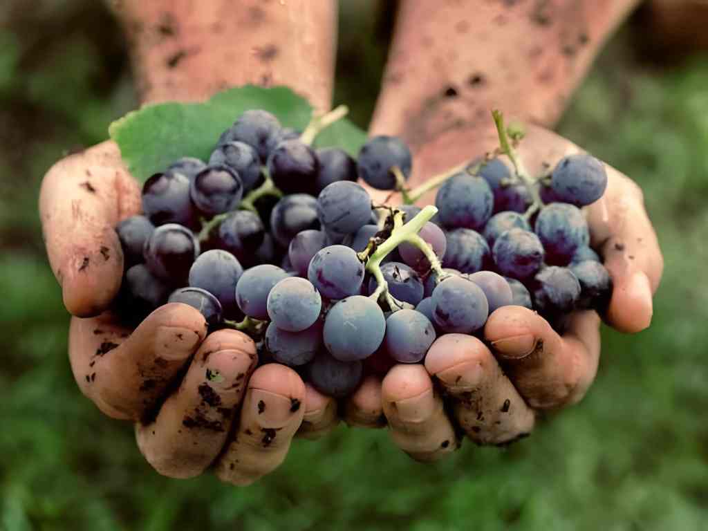 Fresh grapes at an Albanian vineyard wine tasting