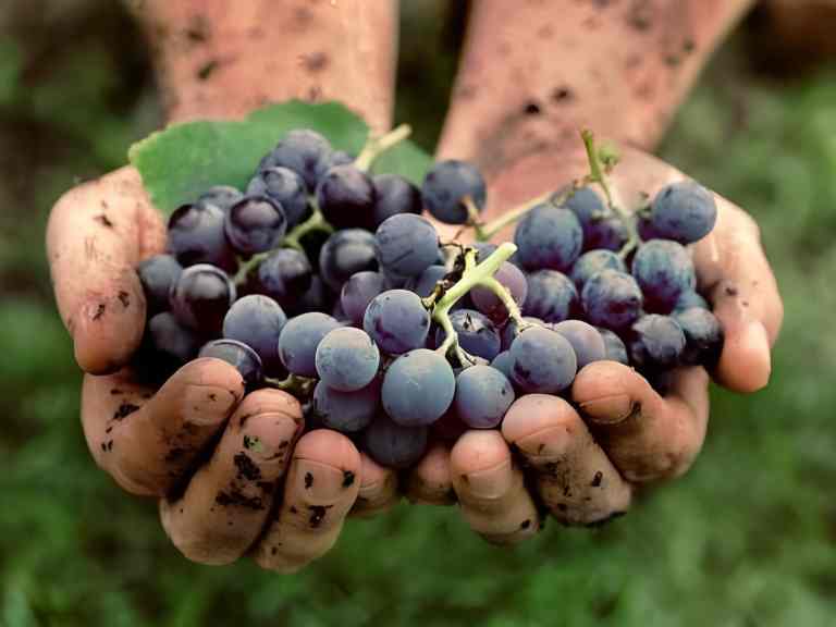 Fresh grapes at an Albanian vineyard wine tasting