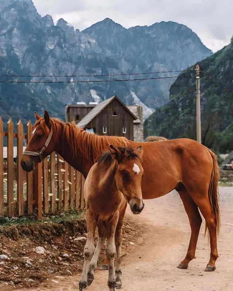A horse beside Theth village church, with the Albanian Alps behind