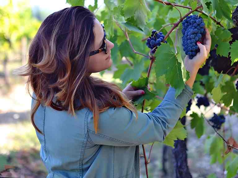Woman holding a bunch of grapes on the vine during a vineyard tour near Tirana
