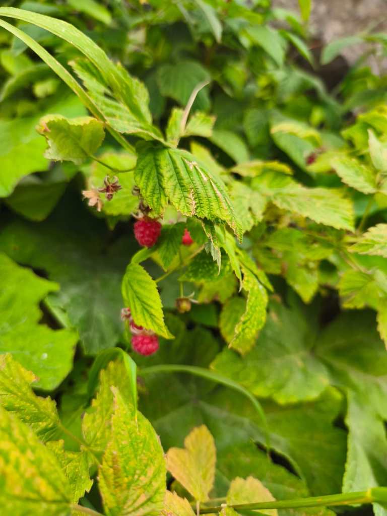 Wild raspberries beside the trail in the Albanian Alps